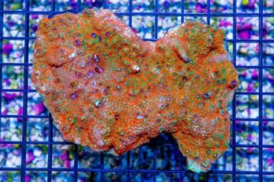 BIG Montipora – Australia (Blue Video Inside!)
