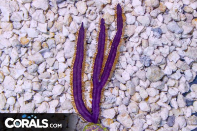 Gorgonia – Flat Blade – Photosynthetic