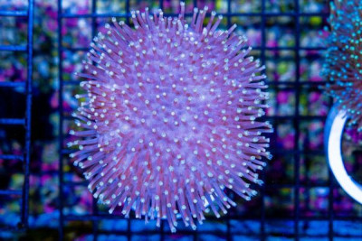 Toadstool Leather – Aussie