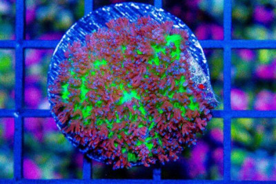 Mushroom Frag PURPLE/GREEN HAIRY Rhodactis BIG POLYP