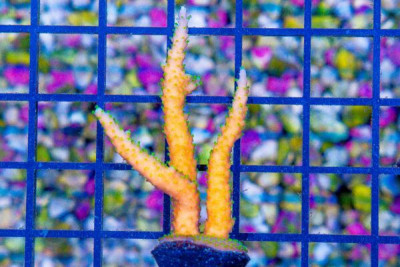 ORA PURPLE NANA Acropora Frag Great Size AQUACULTURED