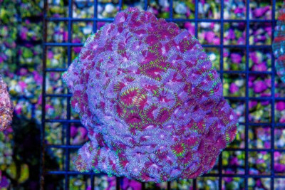 ULTRA FAVIA – Indo Pink Purple Watermelon (Blue Video Inside!)