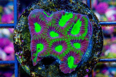 Favia Frag NEON EYE