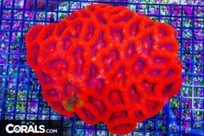 SHOW SIZE Massive Acan Bowerbanki – Australia Ultra Huge Polyps w/ Green! Bananas! (Blue Video Inside!) – Paletta’s Pick!