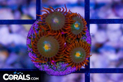GATORADE Zoanthid Frag Aquacultured