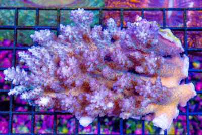 Acropora Colony – Australia (Blue Video Inside!)