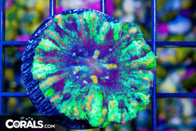 Mini Scolymia – Australia Purple/Green