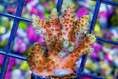 TSA BILL MURRAY Acropora Frag Aquacultured (WYSIWYG)