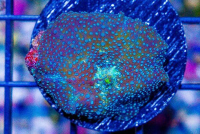 Mushroom Frag Discosoma Ultra Spotted