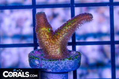 BIRDS OF PARADISE Birdsnest Frag – AQUACULTURED