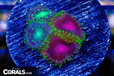Zoanthid Frag ULTRA Aussie