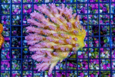 Acropora Colony – Australia (BLUE VIDEO INSIDE!)