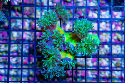 Duncan Colony – Australia 10 Polyps