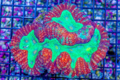 Lobophyllia – Australia RED/GREEN EYE! (Blue Video Inside!)