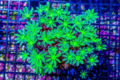 Clove Polyp – Indonesia GREEN! Tons of Polyps