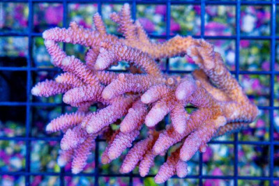 Acropora – Australia (Blue Video Inside!)