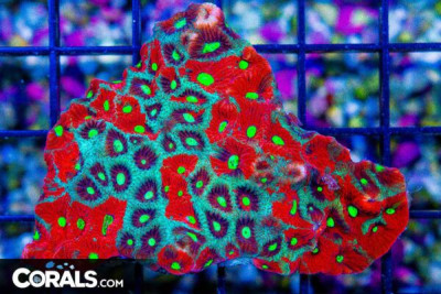 Favia War Coral – Australia Red and Green w/ Neon Glowing Eyes!