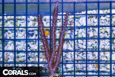 Gorgonia – Porous Sea Rod -Photosynthetic