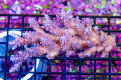 Acropora Colony – Australia