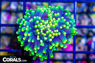 RARE Australia Torch – RASTA 1 Head