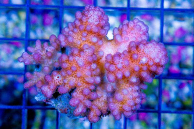 Pocillopora Colony – FIJI – PINK