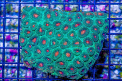 FAVIA – Australia Colored Eyes!