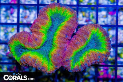 Lobophyllia – Australia Ultra RAINBOW RIM!