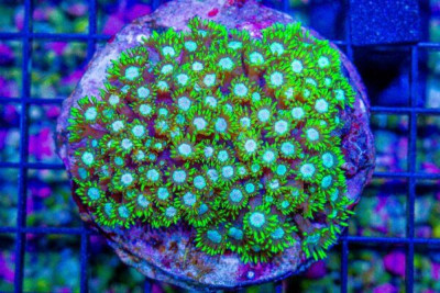 Goniopora – Indonesia NEON