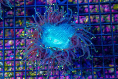 SUPER RARE YELLOW/GOLD TIP Elegance Flat Bottom FRAG – Australia Collector’s Coral