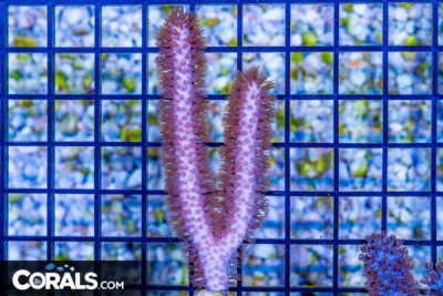 Gorgonia – SLIT PORE -Photosynthetic