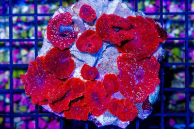 DISCO Mushroom Colony – Indo RED! (Blue Video Inside!)
