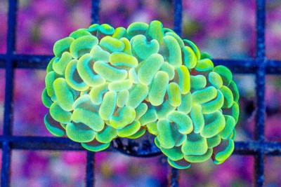 HYPNOTIZE Branching Hammer Frag – AQUACULTURED