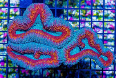 Lobophyllia – Australia ULTRA RAINBOW RIM! (Blue Video Inside!)