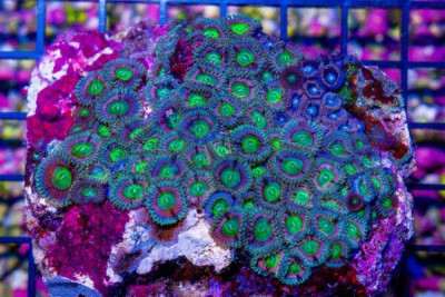 Zoanthid Colony – Indonesia ULTRA!