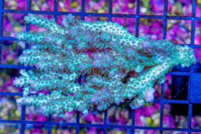 Acropora Colony – Australia (Blue Video Inside!)