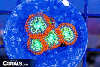 Zoanthid Frag ULTRA Aussie