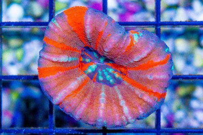 Scolymia – Australia Ultra (Blue Video Inside!)