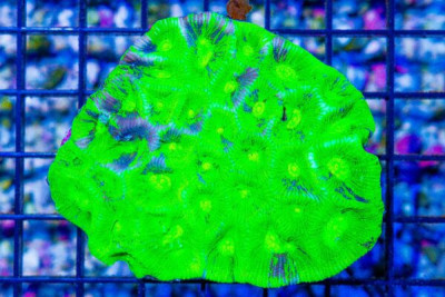 Goniastrea Favia – Australia SUPER NEON/Patched