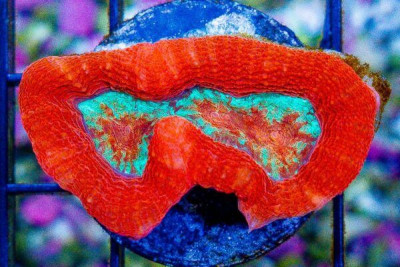 ULTRA Acan Bowerbanki – Frag BIG POLYP