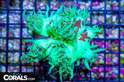 Elegance – Australia Pink Tips!