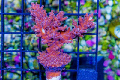 MIMF (Marshall Island Mariculture Farm) PINK BLUSH WILLASAE Acropora Frag Great Size