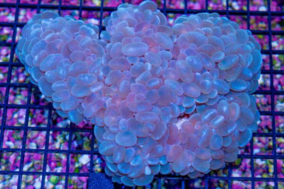 SUPER SHOW Pearl Bubble Coral – AUSSIE (Blue Video Inside!)