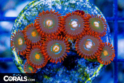 Zoanthid Frag ULTRA