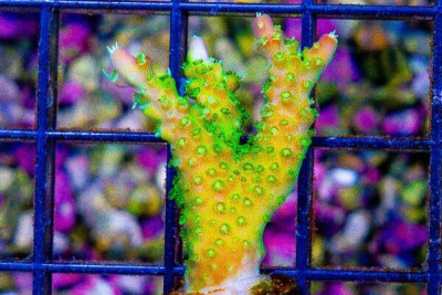 PALETTA PINK TIP Acropora Frag Aquacultured (WYSIWYG)