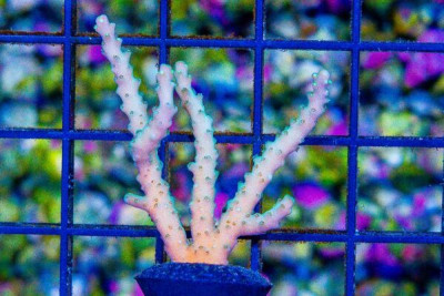 ORA VERDE Acropora Frag Great Size – Aquacultured