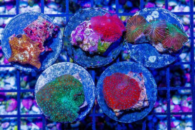 Discosoma Mushroom FRAG 5 PACK