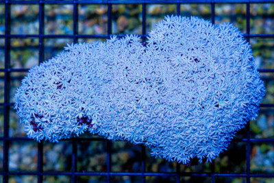 Pipe Organ – FIJI – TONS OF POLYPS!