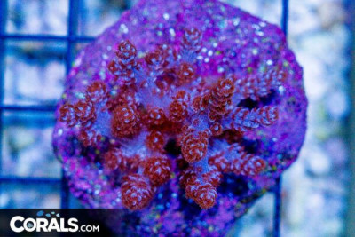 BIG Kenya Tree Coral Frag on Man-Made Base AQUACULTURED