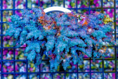 BIG Cyphastrea – Australia BRANCHING RARE! (Blue Video Inside!)