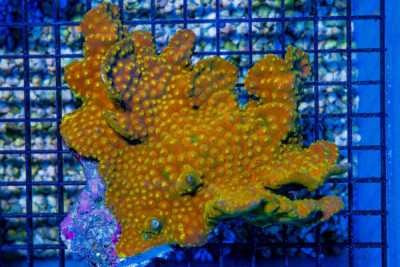 SHOW Turbinaria – FIJI YELLOW SCROLL